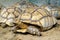 Sulcata tortoise, African spurred tortoise, Lovely brown terrestrial turtles on the sand