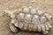 Sulcata Tortoise with amazing markings on his shell