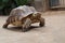 Sulcata tortoise in close up shot