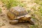 Sulcata tortoise in the garden at thailand