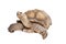 Sulcata Tortoise Looking Up on White