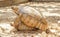 Sulcata Tortoise mating