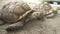 Sulcata tortoise was lying on the orange ground