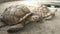 Sulcata Tortoise was lying on the orange ground