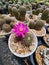 Sulcorebutia Canigueralii is a succulent cactus. Green stems have small spikes