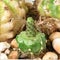 Sulcorebutia rauschii grafting with Echinopsis calochlora. Cactus on plastic pot. Drought tolerant plant.