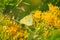 Sulfur Butterfly on Rabbit Brush