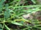 Sulfur caterpillar on partridge pea plant