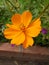 Sulfur cosmos orange flower