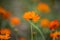 Sulfur Cosmos in orange and yellow colors closeup