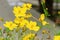 Sulfur Cosmos on tree in natural background. Freshness Yellow Cosmos or Compositae flower with leaf on the road
