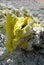 Sulfur crystals