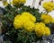 Sulfur Flowered Buckwheat