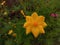 sulfur kenikir flowers or with the scientific name: Cosmos sulphureus