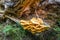 Sulfur polypore or Laetiporus sulphureus growing on a fallen tree trunk