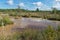 Sulfur pond in swamp. Green swamp landscape. Sulphur springs