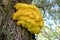 Sulfur-shelf mushroom Laetiporus sulphureus Bull. Murrill, major plan