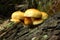 Sulfur tuft, Hypholoma fasciculare