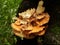 The sulfur-yellow Polypore