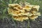 Sulfur-yellow polypore (lat. Laetiporus sulphureus) on the rot left from the stump