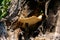 Sulfur-yellow tinder fungus on a tree trunk