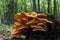 The sulfur-yellow tinder Latin Laetiporus sulphureus is a fungus grown on a tree, a yellowish mushroom