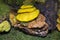 The sulfur-yellow tinder mushroom Latin LaetÃ­porus sulphÃºreus is yellow on a stump against a background of green grass. Plants m