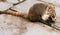 Sulky Coati Taking a Break on Mexican Sidewalk