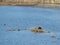 Sullivanville Watershed Dam natural reed brush duck nest