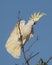 Sulpher crested cockatoo