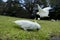 Sulpher Crested Cockatoos in Sydney Botanical Gardens