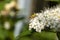 Sulphur Beetle Cteniopus sulphureus