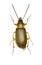 Sulphur Beetle on white Background
