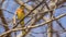 Sulphur-breasted Bushshrike on Branch