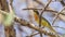 Sulphur-breasted Bushshrike on Tree