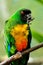 Sulphur-Breasted Musk-Parrot Prosopeia personata