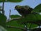 Sulphur-breasted Warbler