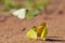 Sulphur butterflies playing on sand/gravel