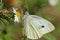 Sulphur Butterfly