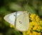 Sulphur Butterfly on Tiny Flower