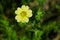 Sulphur Cinquefoil - Potentilla recta