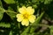 Sulphur Cinquefoil - Potentilla recta