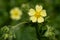 Sulphur Cinquefoil - Potentilla recta