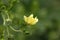 Sulphur cinquefoil (Potentilla recta)