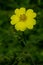 Sulphur Cinquefoil - Potentilla recta