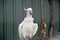 Sulphur crested cockatoo