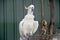 Sulphur crested cockatoo