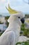 Sulphur-crested Cockatoo