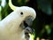 Sulphur Crested Cockatoo