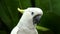 Sulphur crested cockatoo at bali bird park